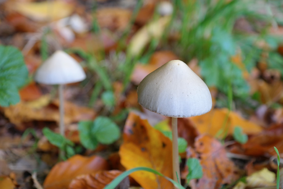 Mushrooms; image by Hans, via Pixabay.com.